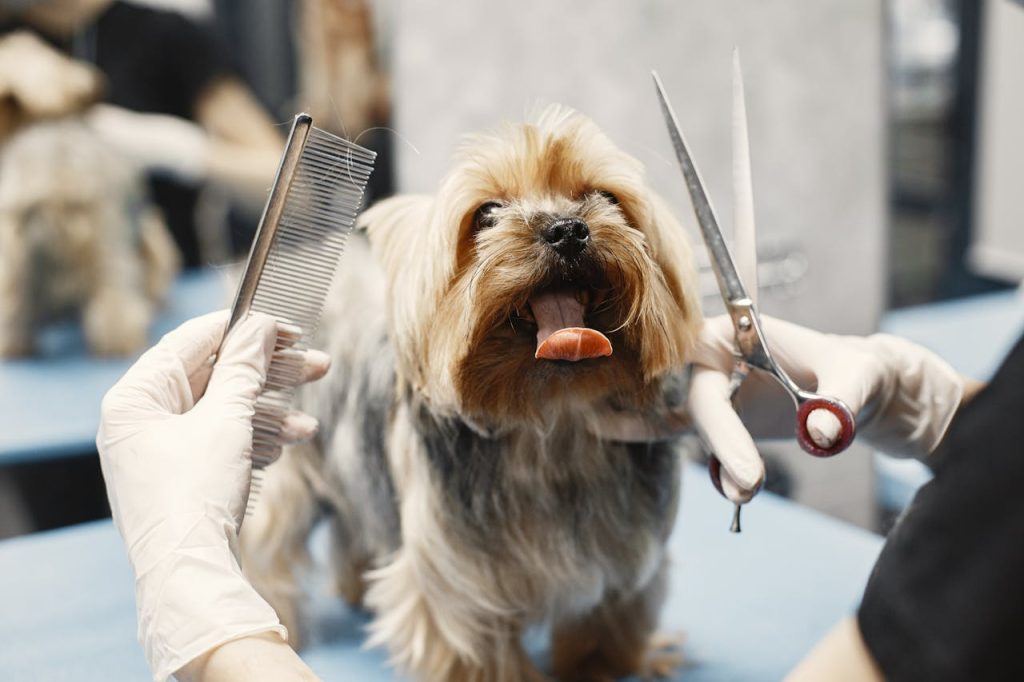 Yorkshire Terrier getting groomed at a pet salon with scissors and comb.